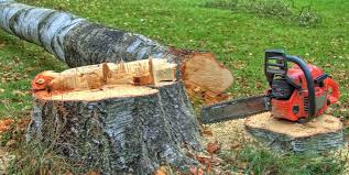Professional Tree Removal in Marion, VA