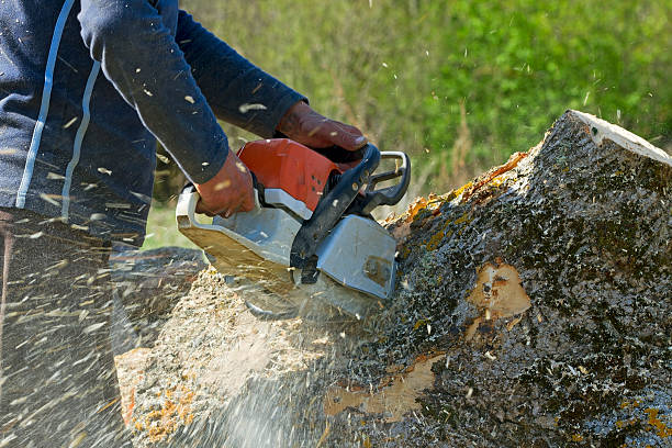 Best Lot and Land Clearing  in Marion, VA