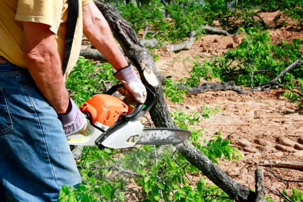 How Our Tree Care Process Works  in  Marion, VA