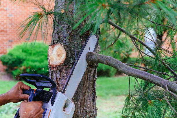 Best Tree Removal  in Marion, VA